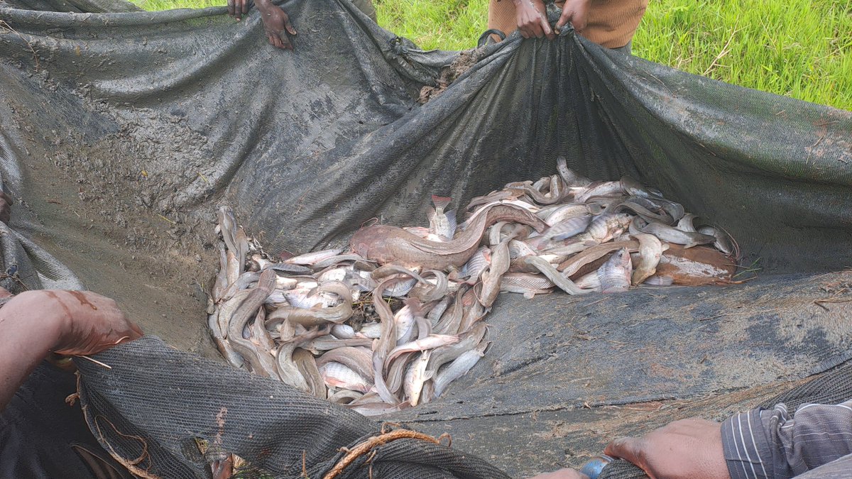 MSCuganda's tweet photo. Creating wealth and Jobs: Mr. Kakoma has twice secured loans amounting to UGX 6,000,000 from the   South Constituency Veterans SACCO through the Walibu Veterans Association under The Presidential Initiative on Wealth and Job Creation (Emyooga). He strategically allocated the funds to rejuvenate his fishponds and stock them with 2,440 fingerlings, each valued at UGX 500. In his current harvest, Mr. Kakoma has yielded 250 kilograms of catfish. With a market rate of at least UGX 15,000 per kilogram, he projects a minimum revenue of UGX 3,500,000 from this yield.
Beyond creating self-employment, Mr. Kakoma has generated permanent jobs for three youths, entrusted with responsibilities such as pond maintenance, security, and feeding. Additionally, he engages up to 15 more youths temporarily during harvest periods.
@HonKyeyune @MatiaK5 @JustineLumumba @mofpedU @KagutaMuseveni @GCICUganda @UgandaMediaCent