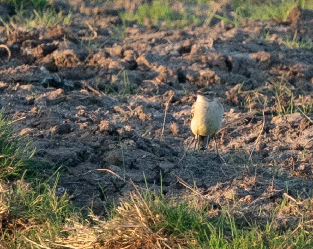 Putative Eastern Yellow Wagtail at Walberswick yesterday evening (found by Brian Small). Bird showed well at range before being flushed by a Sprawk and seemingly went to roost with a large group of Pied Wagtails. Raspy call heard!