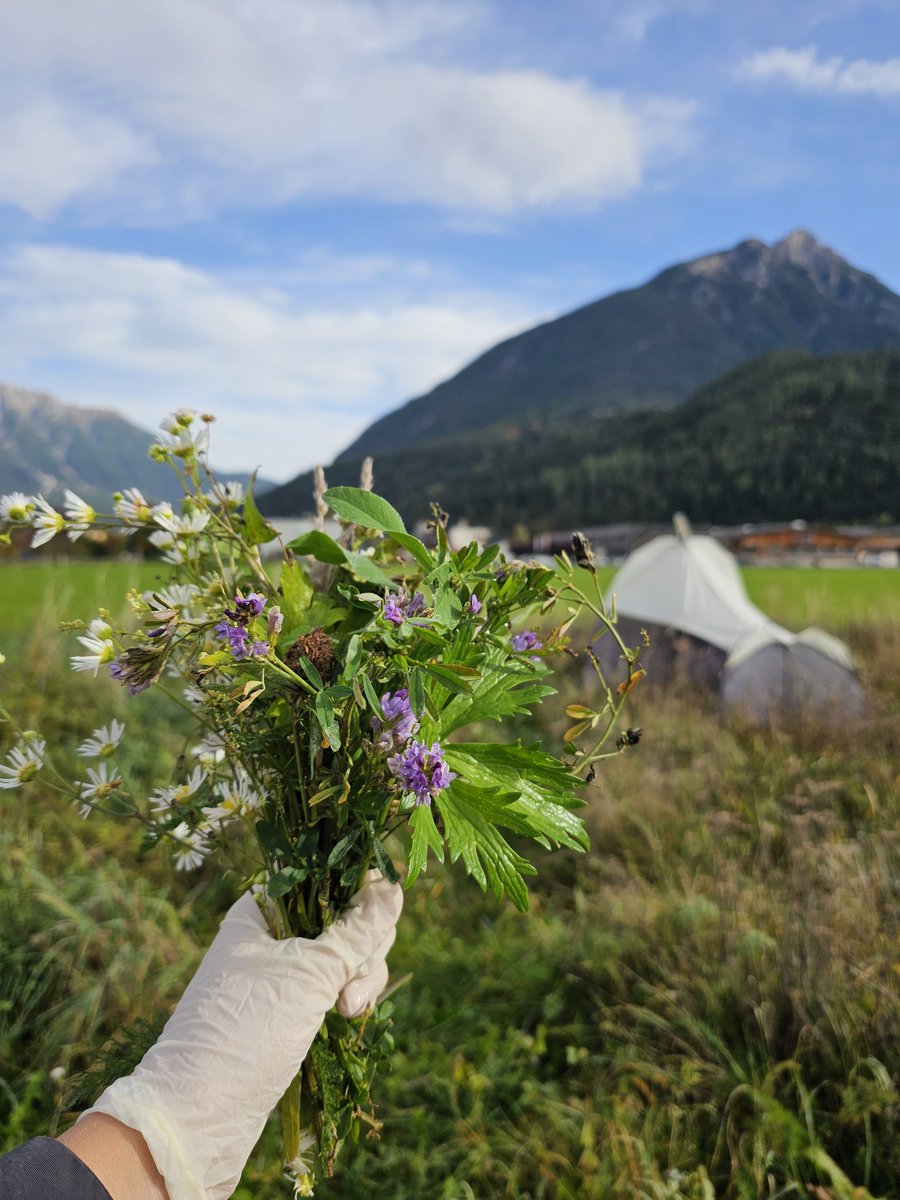 sandra schallhart tweet media