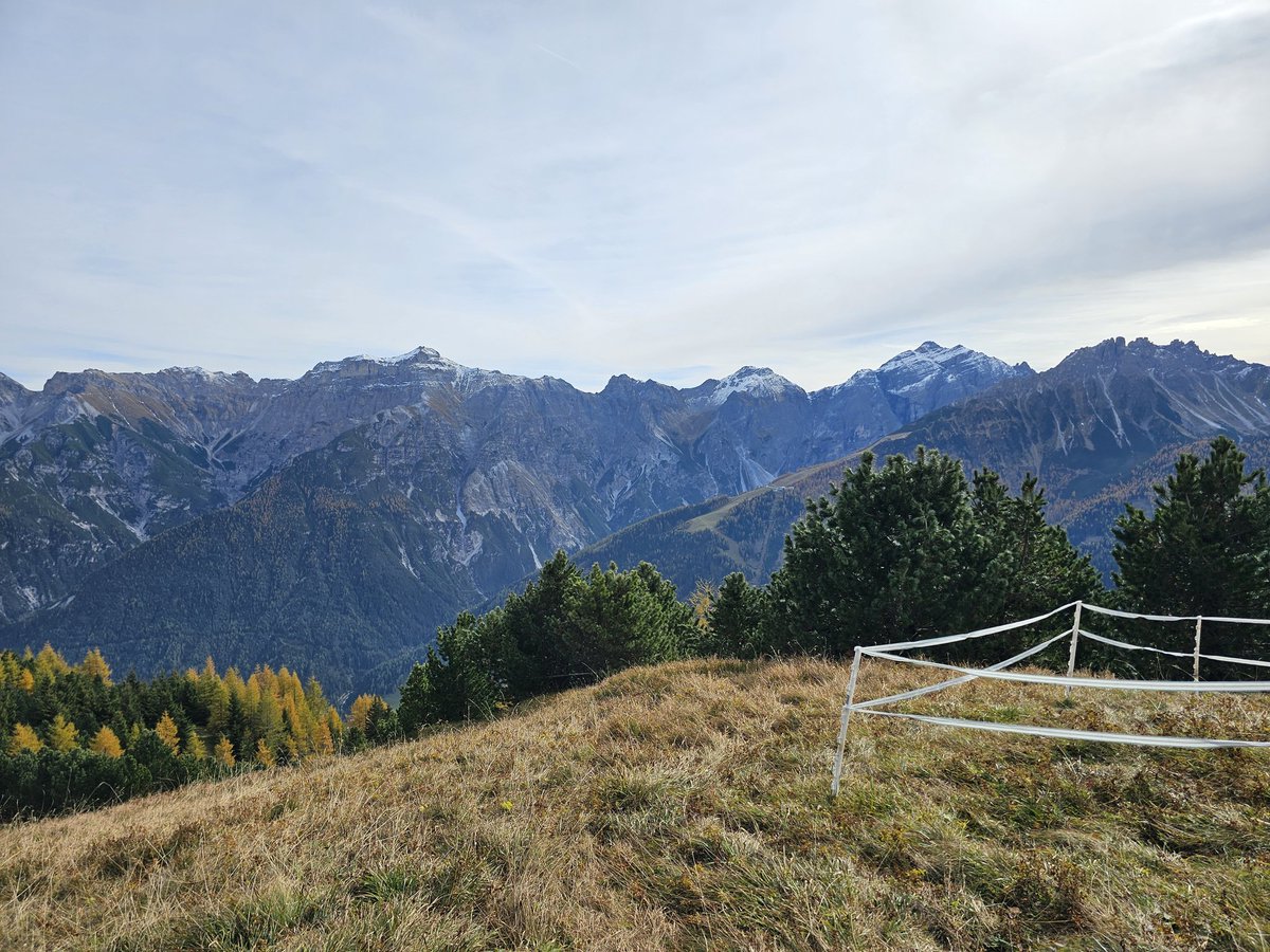 sandra schallhart tweet media