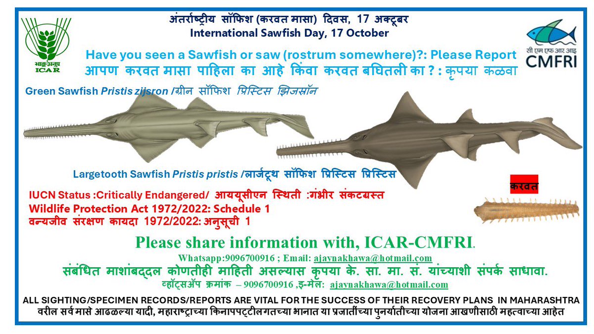 International Sawfish Day 
Is Sawfish Extinct from Maharashtra’s Marin water ?
Last recorded in 2017.
Full Report - mahamtb.com//Encyc/2024/10…
<a href="/ranjeetnature/">Ranjeet Shamal Bajirao Jadhav</a> <a href="/tweetsvirat/">Virat A Singh</a> <a href="/CentreCoastal/">National Centre for Coastal Research</a> <a href="/TamhiniGhat/">Tamhini Ghat</a> <a href="/Pugdandee/">Shaunak Modi</a> <a href="/nivedita_Him/">Nivedita Khandekar</a> <a href="/akhileshkv7/">Akhilesh</a> <a href="/SloganMurugan/">Mumbai | | Paused</a> <a href="/singh_sonu/">Sonu</a> <a href="/bvpat2501/">Bhagyashri Patwardhan</a>
