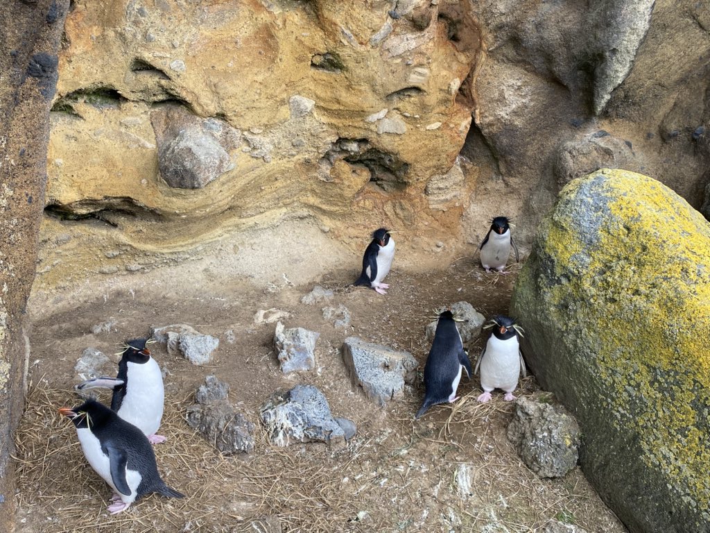 Antipodes field season 2024 has begun! Erect-crested penguins have just laid while Eastern Rockhopper males await the return of their mates. This season we are focusing on the incubation foraging trips for both of these species.