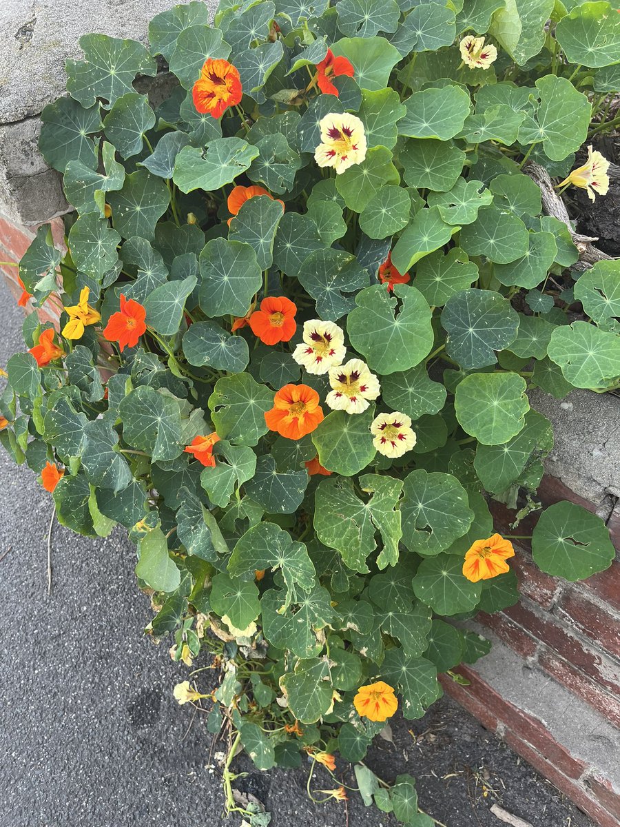 Mike Kennedy tweet media