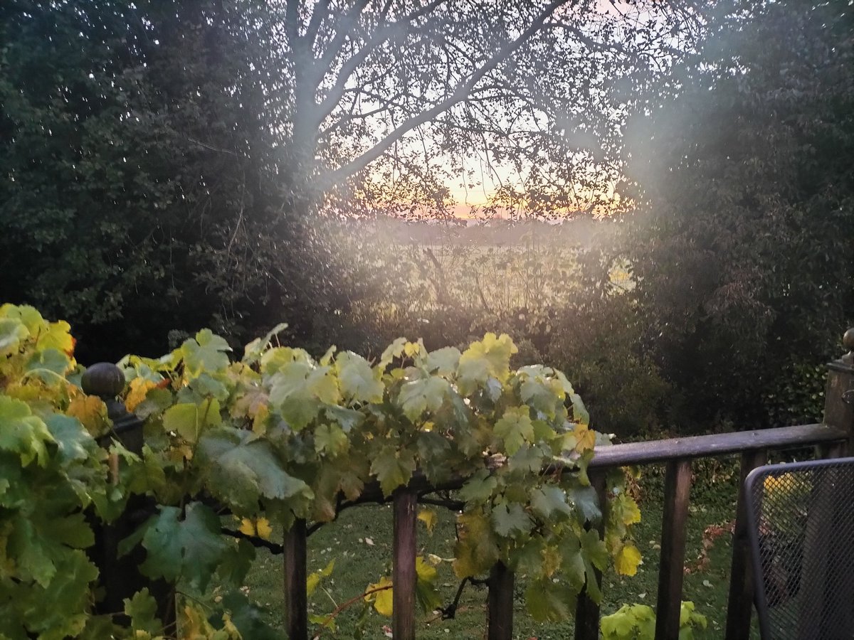 Mandy Ambert tweet media