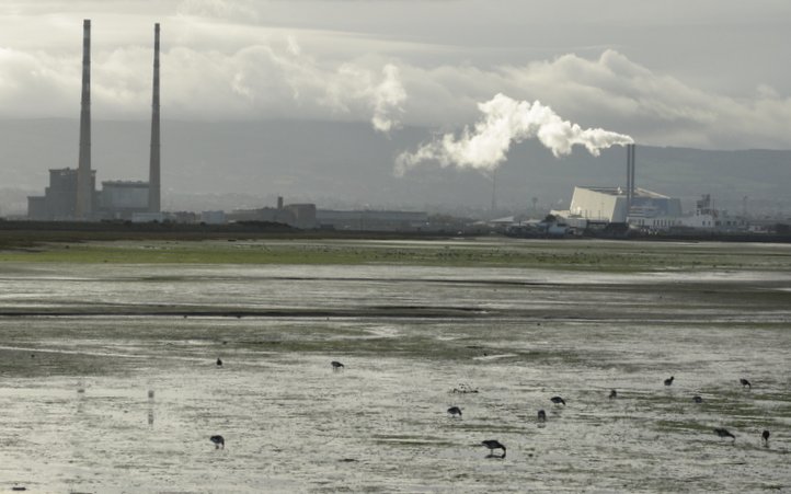 On Saturday the Wicklow Branch will be heading to Bull Island to see wintering wildfowl and waders. We will be meeting at 10am on the middle of the causeway on Causeway Road, North Bull Island. Hope to see you there!