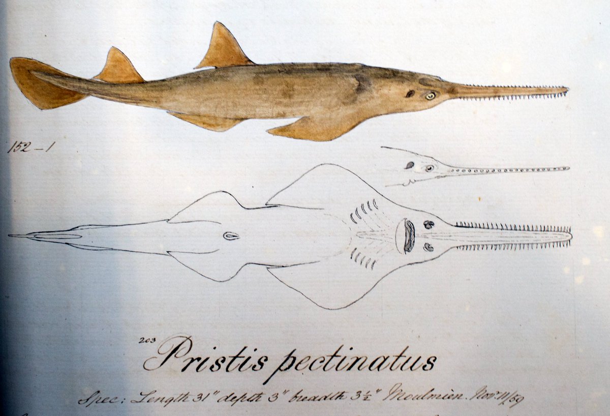 ZSLLibrary's tweet photo. #InternationalSawfishDay 
#Artworks of sawfish in manuscript notes of Samuel Richard Tickell, 1811-75; in Francis Day, 1829-1889, fishes of India; Green sawfish @zsllondonzoo by @louismasai 
Green sawfish are an @EDGEofExistence species, more:  https://t.co/sxaJgqrEv4 #SawfishDay https://t.co/8LEjIQ3VDg