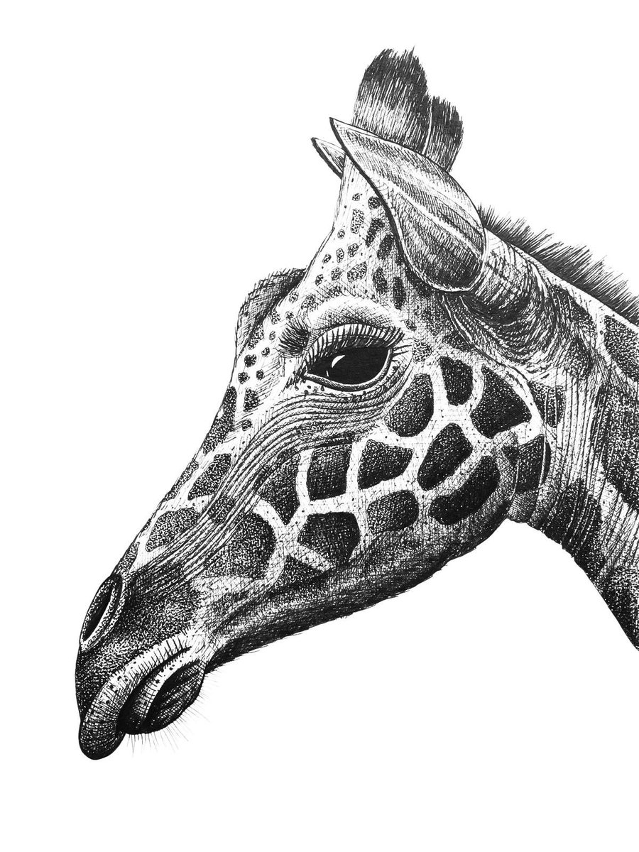 highstridesoc's tweet photo. Theme: Giraffe π¦
Year: 2020
Framed prints available: Β£38 π
π https://t.co/LfWYpFf66j
#giraffe #animals #animalart #inktober #throwback #giftideas #creativegifts #handdrawn #penandink #oneofakind #art #design #unique #highstridesoc #localartist #smallbusiness #birmingham https://t.co/d6OlK1j8FM
