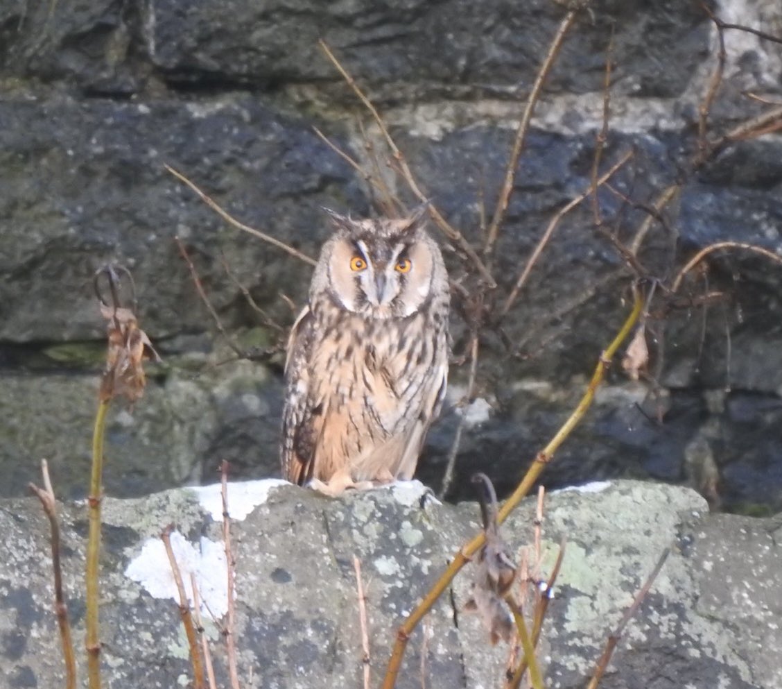 Morning…great way to start the day…Long-eared Owl sitting on wall of lighthouse