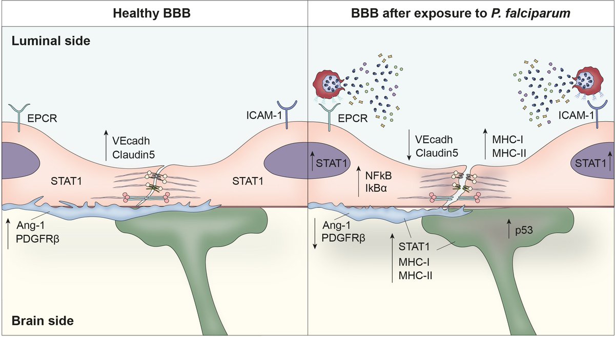 Livia_Piatti's tweet photo. 8/ Our results confirm that P. falciparum egress from infected red blood cells is the most pathogenic step of the blood stage cycle. We found many dysregulated pathways across all BBB cell types. You can see the final summary here: https://t.co/ntuLouCbik