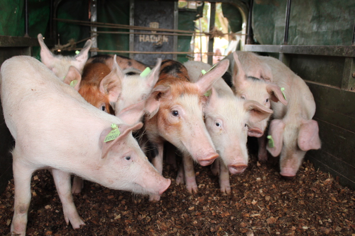 In partnership with <a href="/ACORDAfrica/">ACORD</a>, we also gave out smartphones, water tanks, improved cooking stoves, and pigs to women to support digital capacity building, build resilience to climate change, and promote agroecology farming practices. #EmpowerHer4SustainableFuture