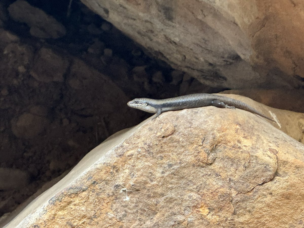 Harrison Kent tweet media