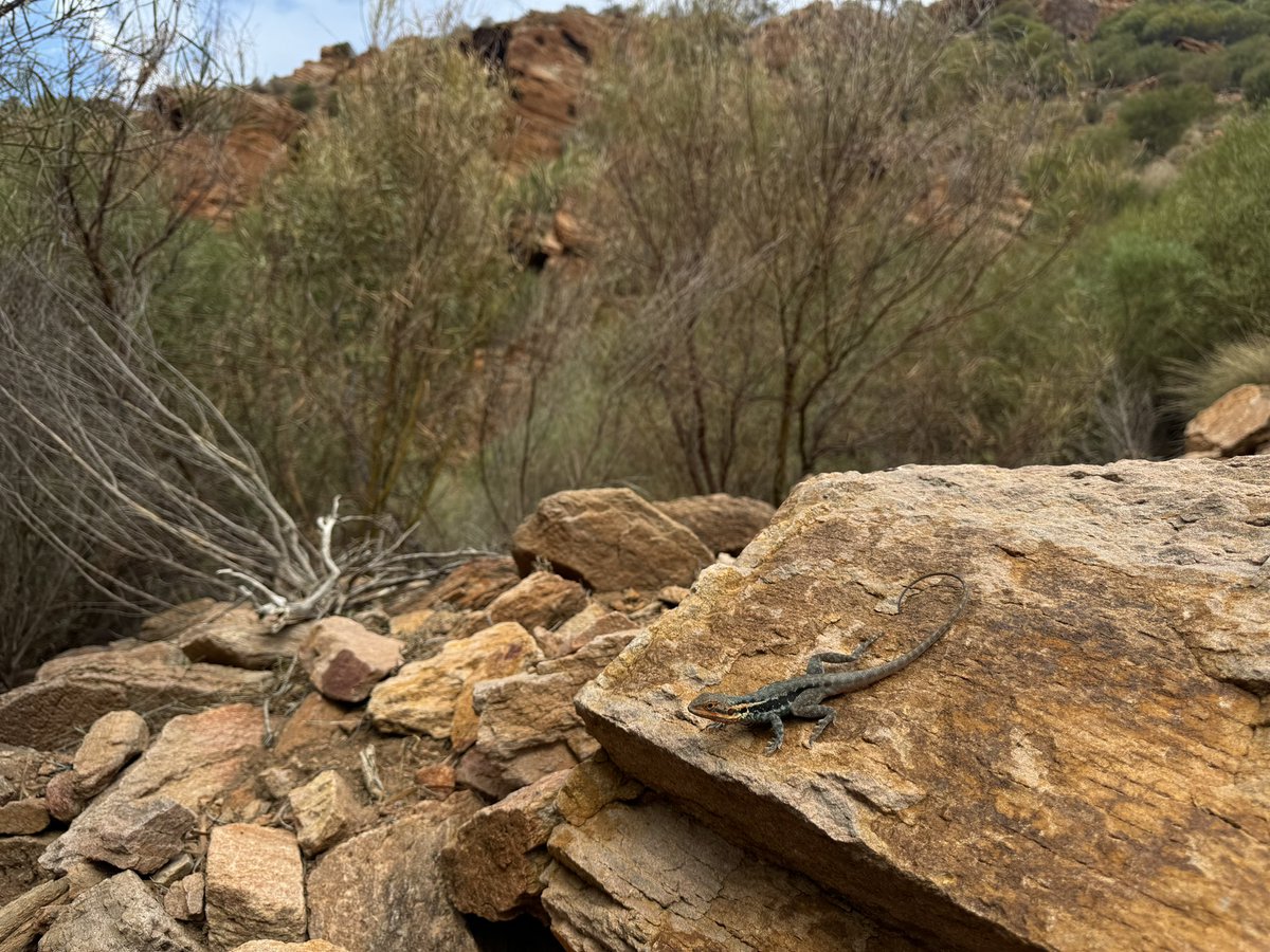 Harrison Kent tweet media