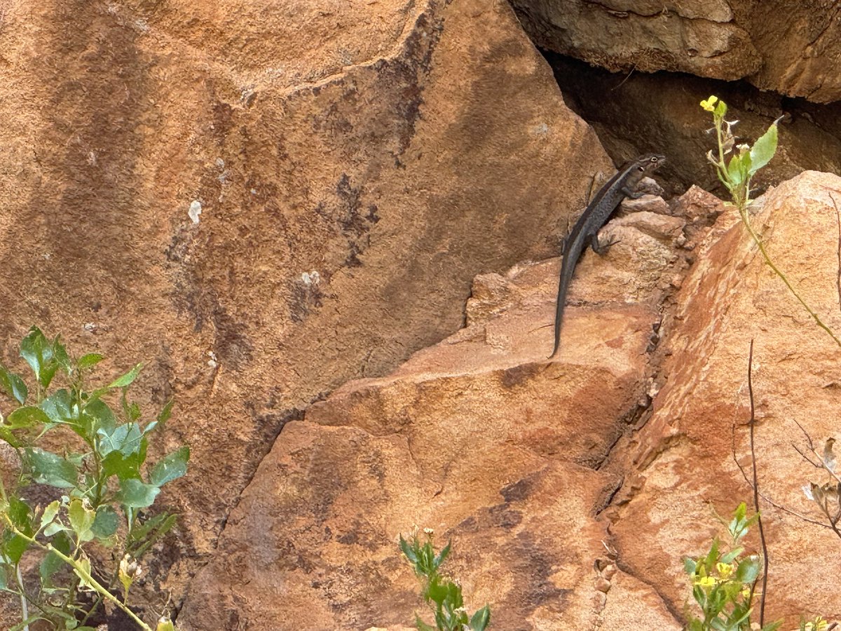 Harrison Kent tweet media