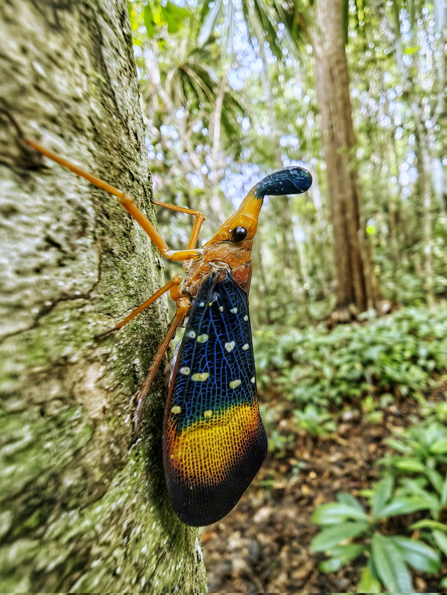 singaporemacro's tweet image. Sharing a shot taken from my mobile. A really stunningly beautiful lantern bug, Pyrops gunjii.