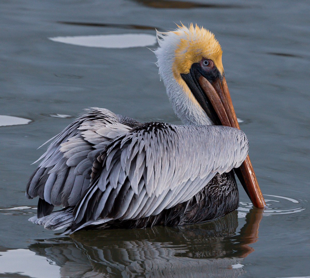 ThibeauTom's tweet photo. @admired_art #ShutterSpotlight #AquaticBirds https://t.co/qW4iuS1coK