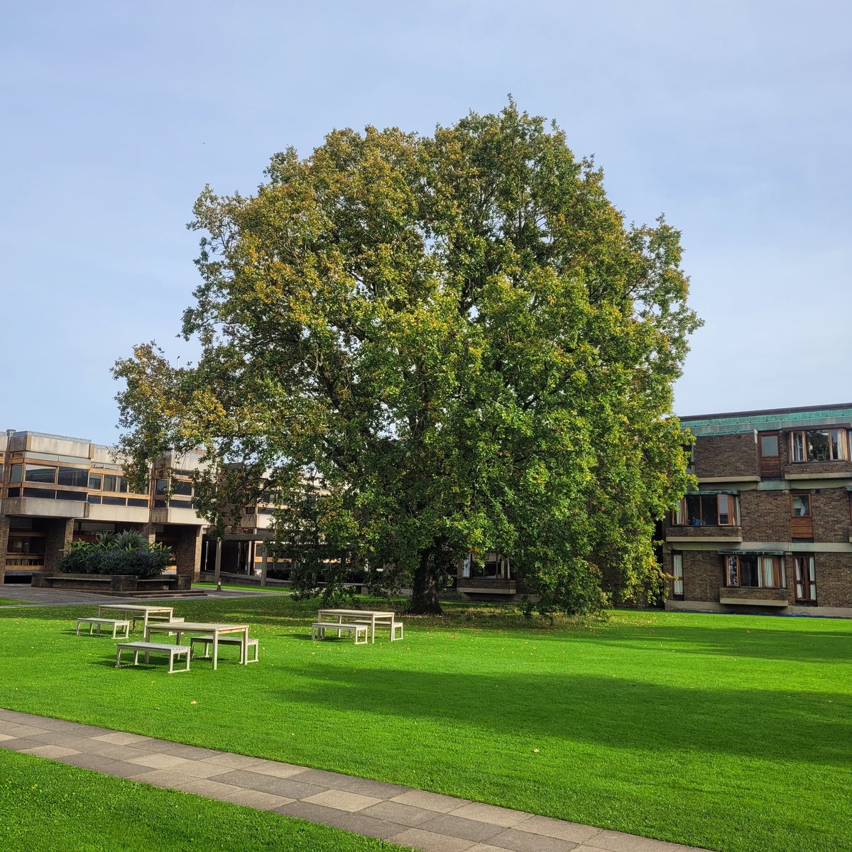 Allen Packwood (@allenpackwood) on Twitter photo 65 years ago Churchill visited this site and planted two trees at what would become <a href="/ChurchillCol/">Churchill College</a>. Here is one of them today. 65 years ago Churchill visited this site and planted two trees at what would become <a href="/ChurchillCol/">Churchill College</a>. Here is one of them today.