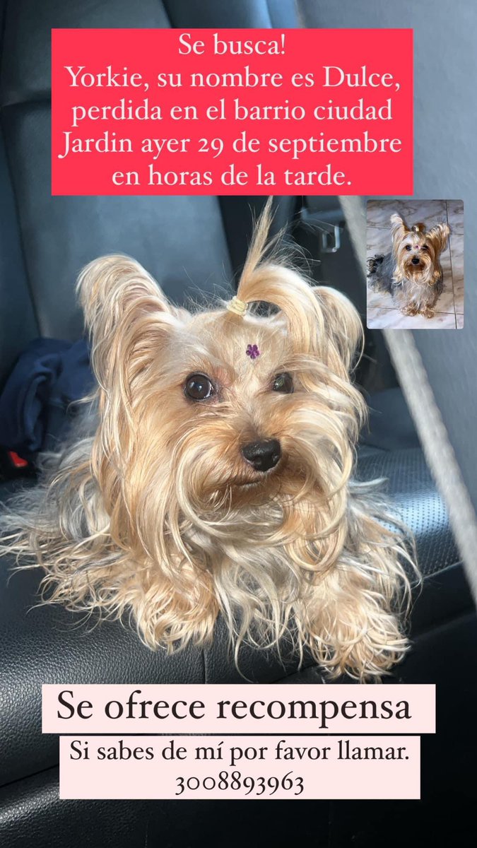 MellanoVha's tweet photo. ¡Buenos días! Esta pequeñita se llama #Dulce y su familia la busca.  Si la ha visto o sabe quien la tiene, comuníquese al: 300 889 3963 #RT @piedrahitangela @PlataformaALTO @Amparo_Grisales https://t.co/RxYy0X3Uyu