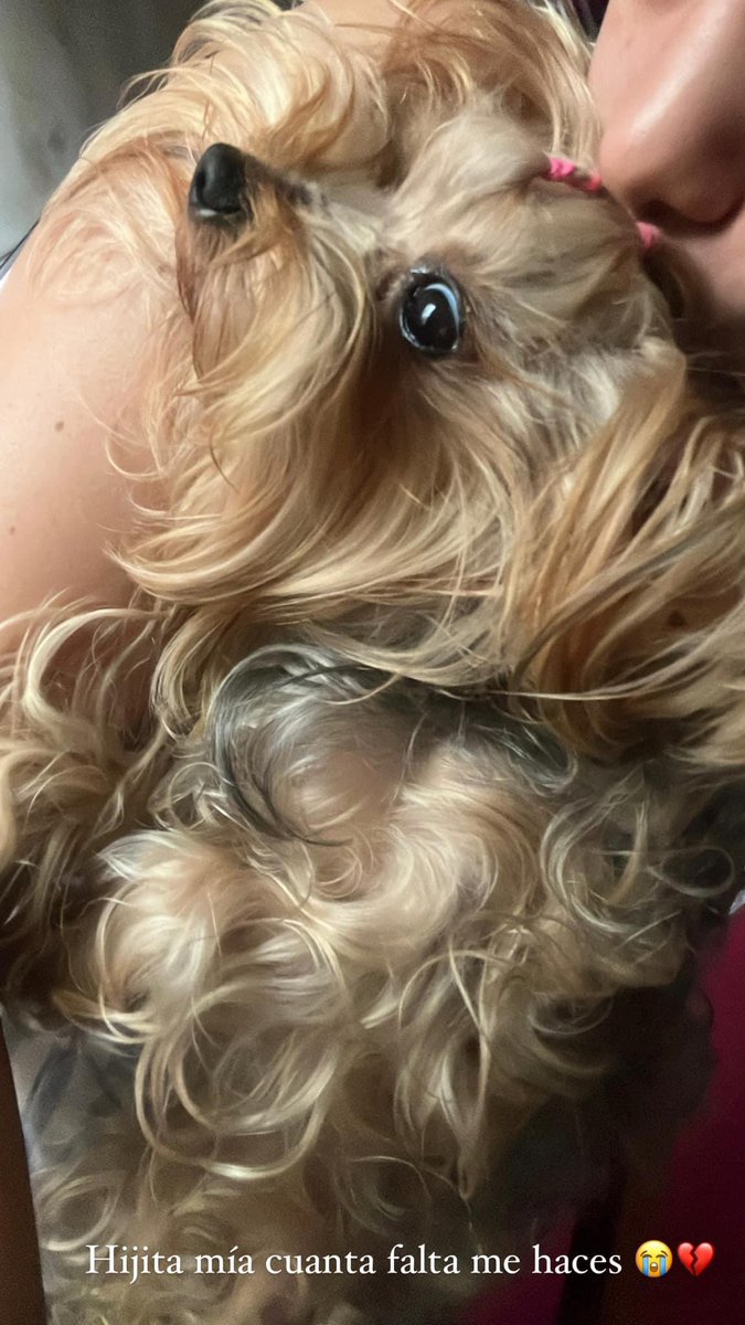 MellanoVha's tweet photo. ¡Buenos días! Esta pequeñita se llama #Dulce y su familia la busca.  Si la ha visto o sabe quien la tiene, comuníquese al: 300 889 3963 #RT @piedrahitangela @PlataformaALTO @Amparo_Grisales https://t.co/RxYy0X3Uyu