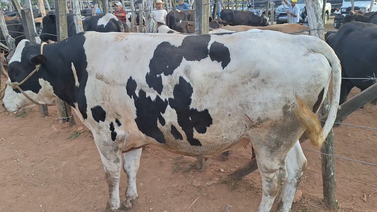 barbeiro_sandro's tweet photo. O boi gordo em Pernambuco tá de 280,00 a 300,00 Arroba do boi vivo. https://t.co/YBDZJrnzHp