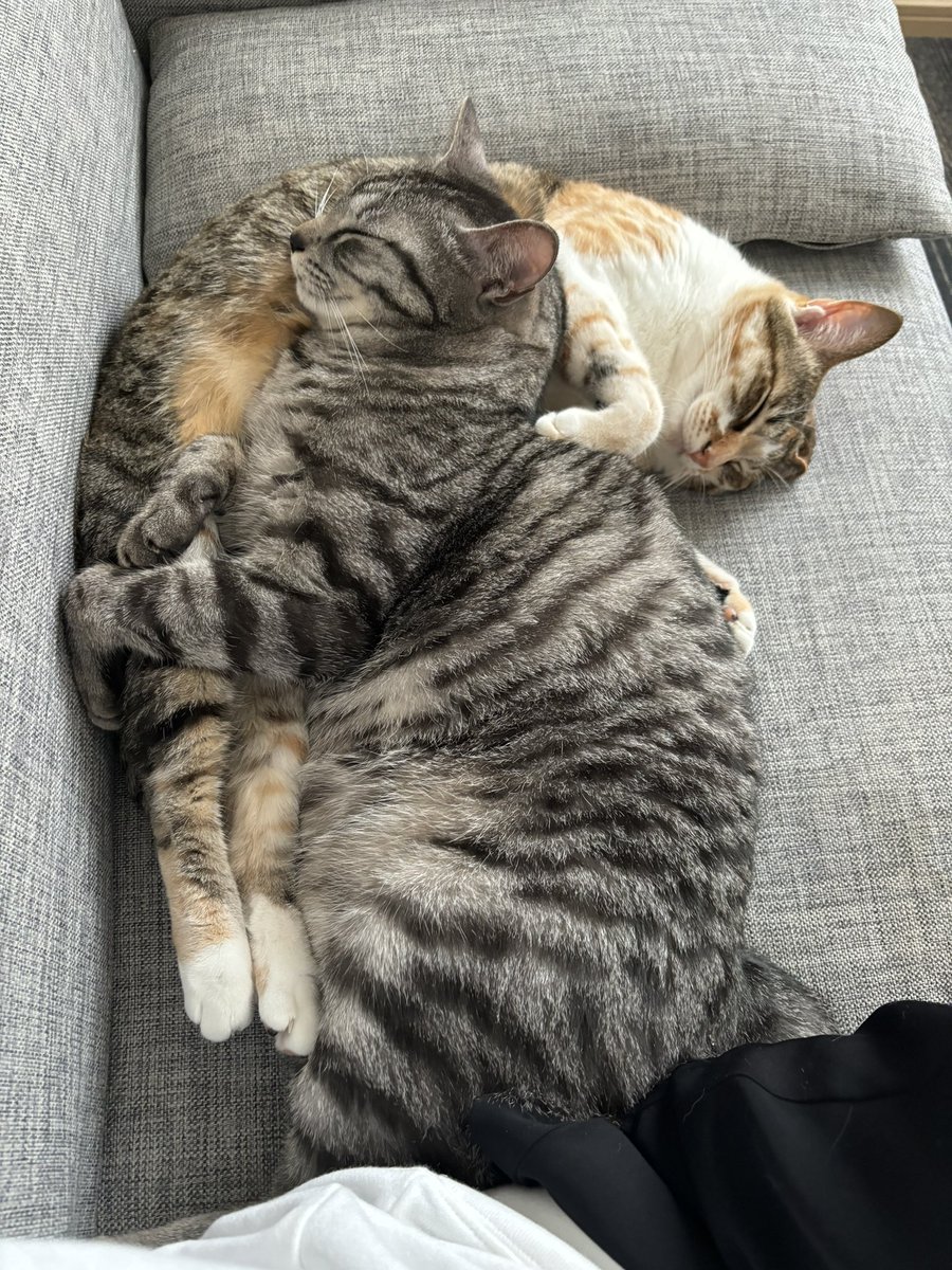 totomaru_hanmi's tweet photo. こんな幸せそうにしてる猫、多分中々いない https://t.co/TNsuEr6E1u