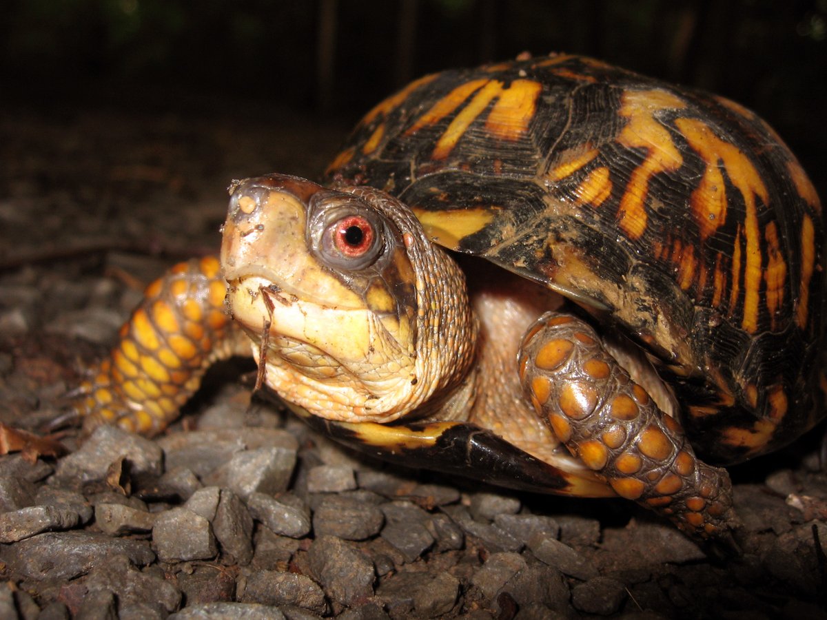 fishwildlife's tweet photo. North American turtle species are facing alarming levels of illegal collection, much of it goes undetected. When authorities do confiscate them, they face tough decisions: euthanasia, captivity, or release.
You can read more here: https://t.co/o79CRRZu5u
#partnersinconservation https://t.co/oTeXaCC6K8