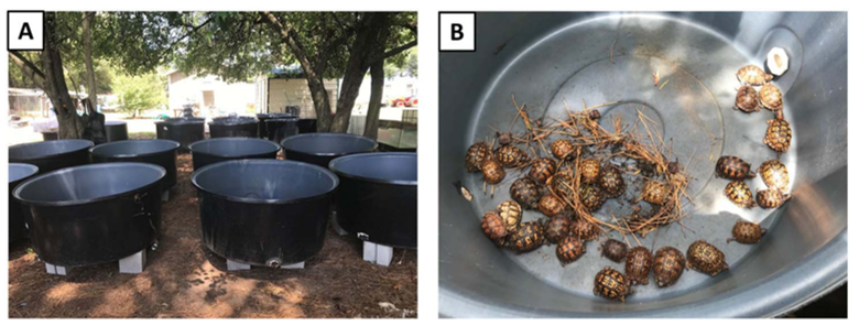 fishwildlife's tweet photo. North American turtle species are facing alarming levels of illegal collection, much of it goes undetected. When authorities do confiscate them, they face tough decisions: euthanasia, captivity, or release.
You can read more here: https://t.co/o79CRRZu5u
#partnersinconservation https://t.co/oTeXaCC6K8