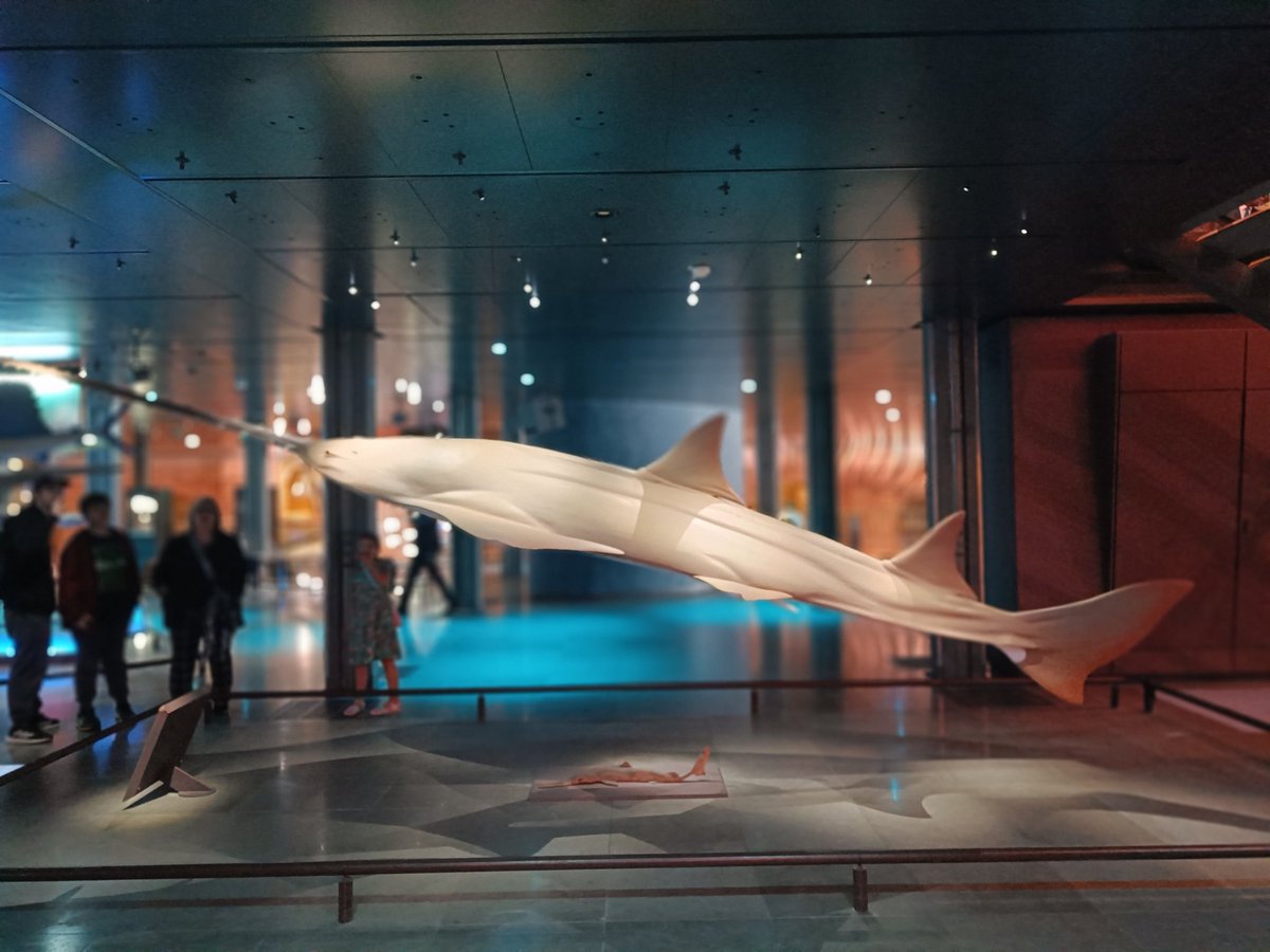 Today is #InternationalSawfishDay and here is a spectacular #sawfish display at <a href="/Le_Museum/">Muséum national d'Histoire naturelle</a> 
#marine #conservation