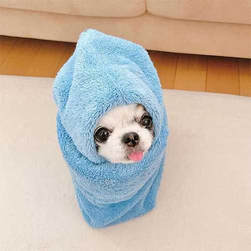 Nago_CTO's tweet photo. The influencer who made $BILLY viral posted back in 2023 about a wrapped dog called NAGO 🦮

This is where $NAGO comes from

https://t.co/SRxZmY6Kzb

🔥 LP Burnt: https://t.co/GaTG26MNf3

📝 Contract: 0xe6b43a6f4f220f7d454097195c12688e7dcb258ac1f5cf87219e2609cefe1346::nago::NAGO

🐦 Twitter: https://t.co/qcje5BGGjm

🌐 Website: https://t.co/cnaC82R7Od

💙 Telegram: https://t.co/g763OvfKRr
