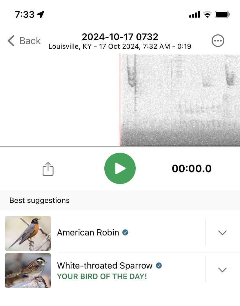 it's white throated sparrow day!