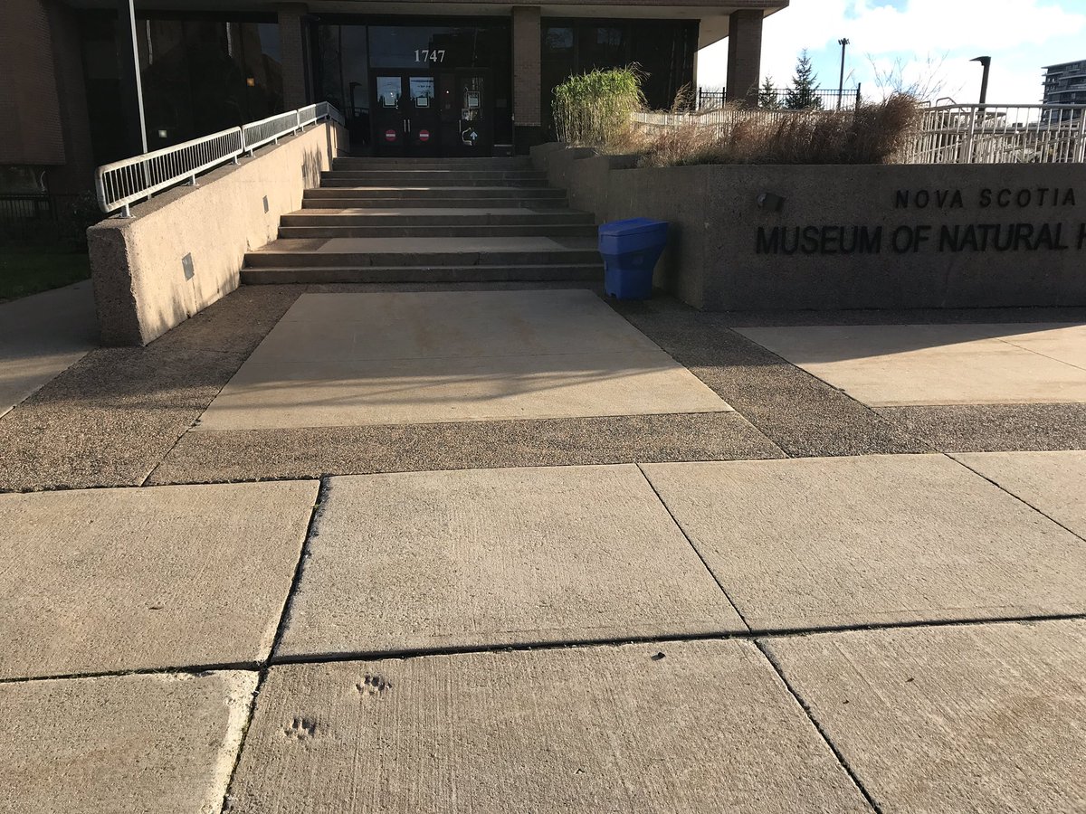 From Curator of Geology Tim Fedak: Did you know? There are two footprints of a Wolf in front of the Museum of Natural History in Halifax, Nova Scotia The two right paw prints added by a curator when the concrete was wet. Check them out on your next visit.

 #urbangeology