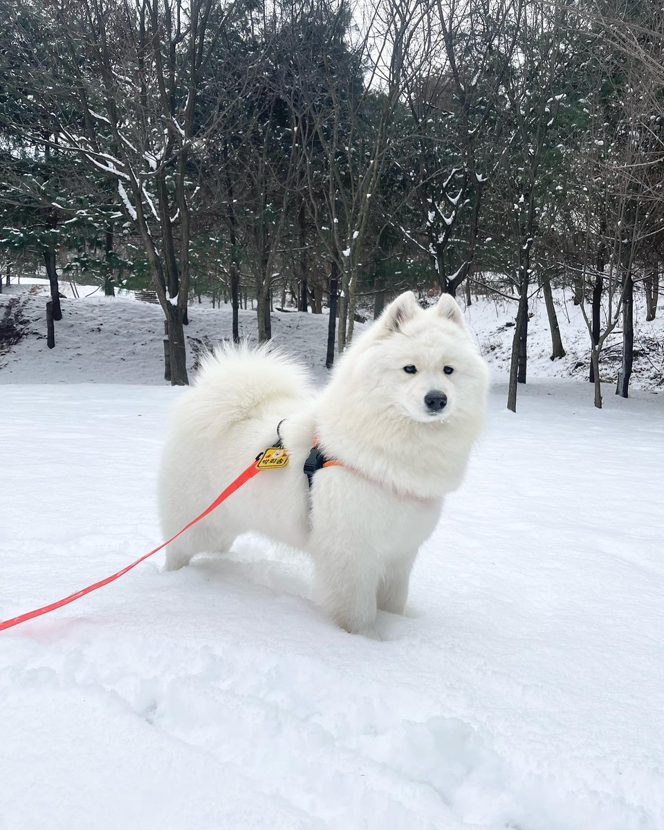 dogs so cute that could save the world (@dogssaveworld) on Twitter photo 