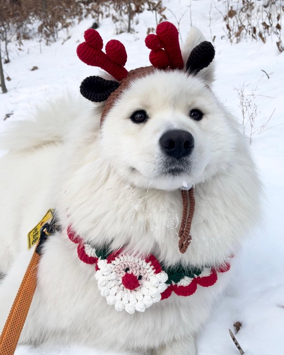 dogs so cute that could save the world (@dogssaveworld) on Twitter photo 