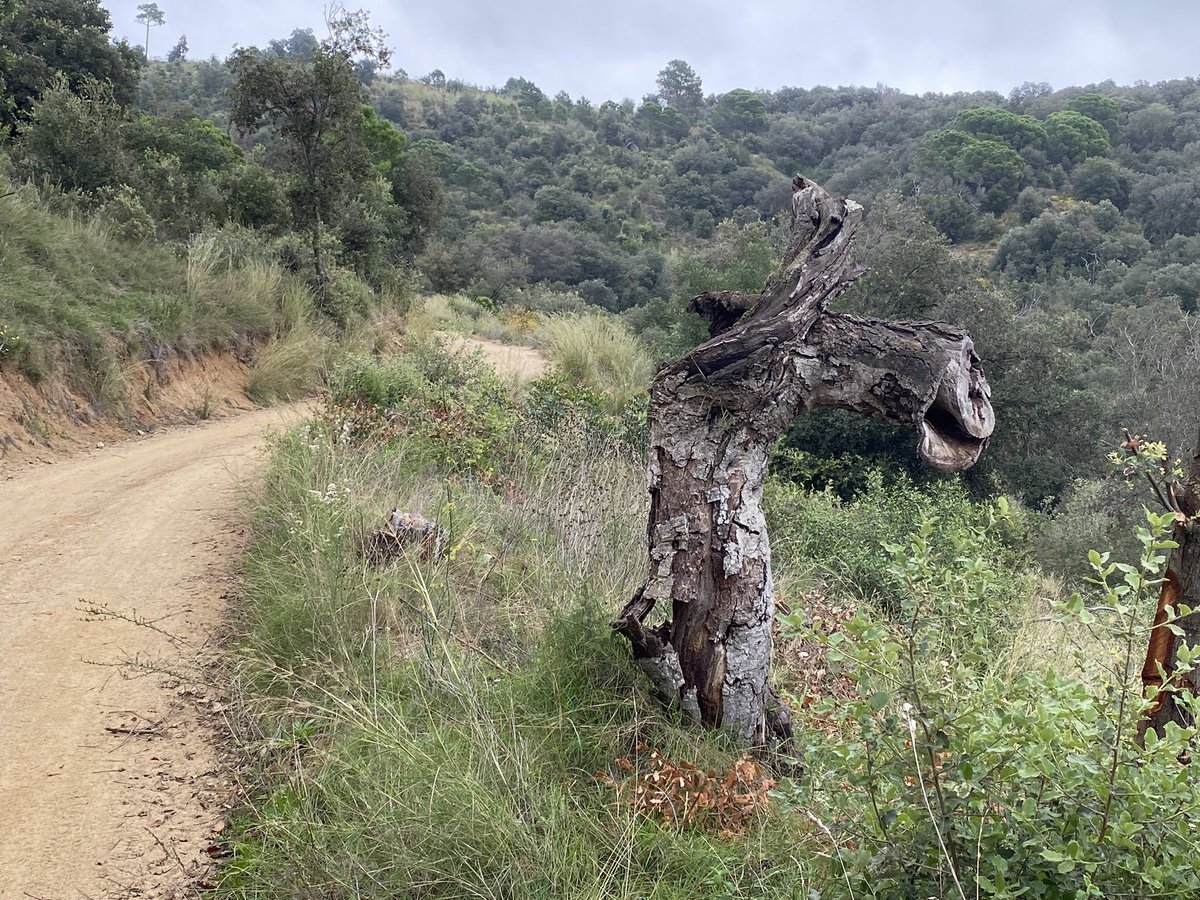 Pere Alzina tweet media