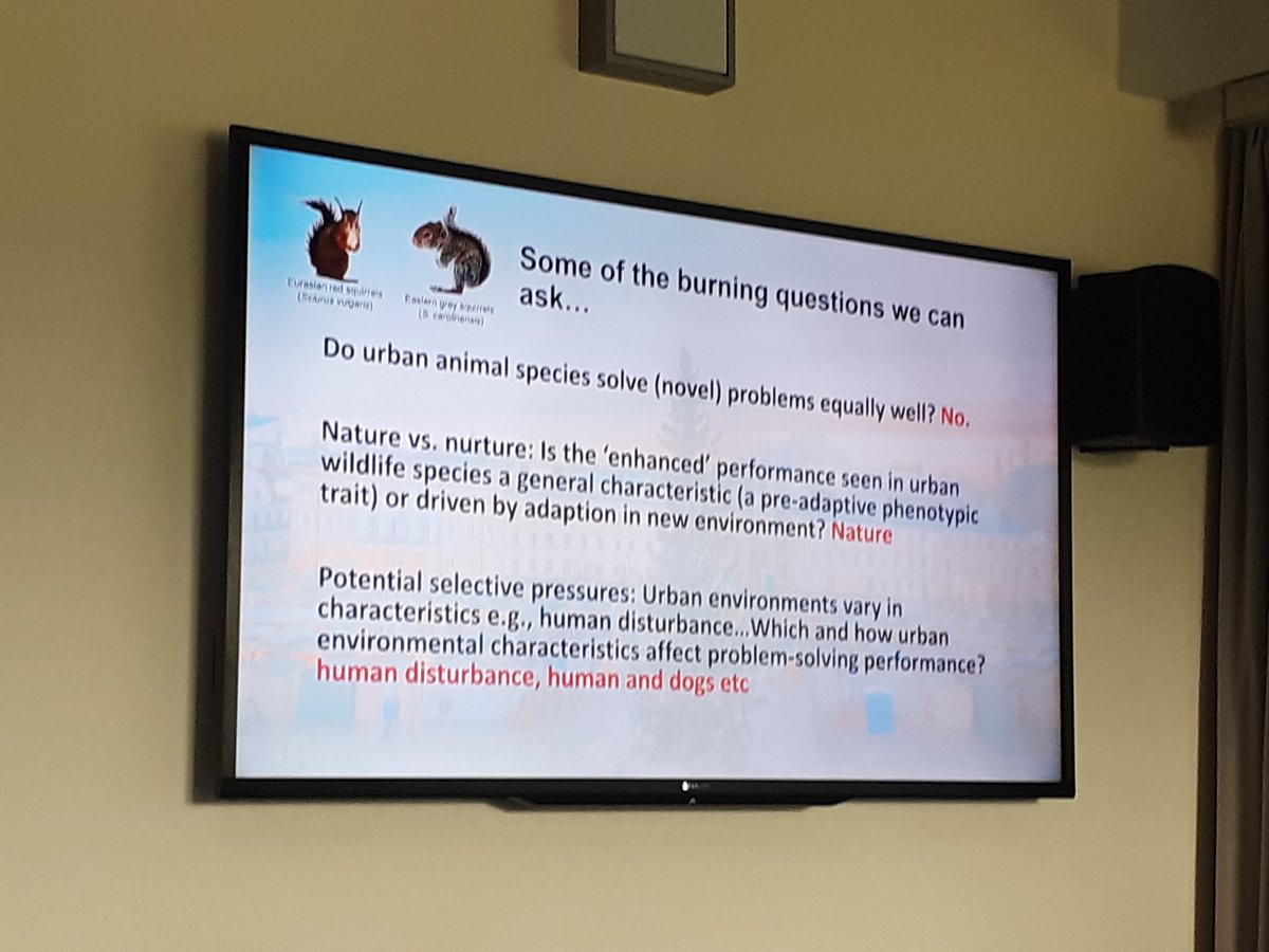 🌰✨ How smart are squirrels and why should we care? 

Our second keynote speaker, Pizza Chow (Uni Chester), is exploring the fascinating problem-solving behavior of these amazing critters!

#gradbehav24