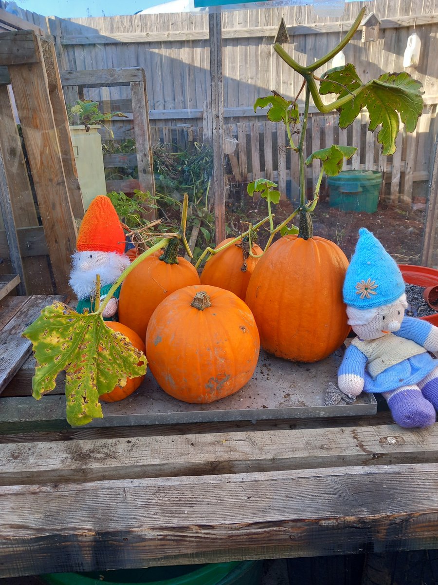 WelcombeHills's tweet photo. We have successfully grown potatoes, carrots, sweetcorn, pumpkin and some beautiful sunflower and wildflowers this year.
All the pupils involved with the garden have worked really hard to nurture the crops from seed up to maturity. https://t.co/pLXLJUr9Cj