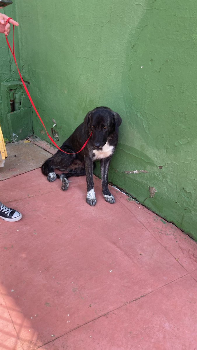 La hemos cogido!!!

No tiene chip y la persona que la ha conseguido coger no puede tenerla en casa. Buscamos acogida muy urgente para ella. Por favor si puedes abrir las puertas de tu hogar escribe Amazon Tomares o whatsapp al 644 28 45 44