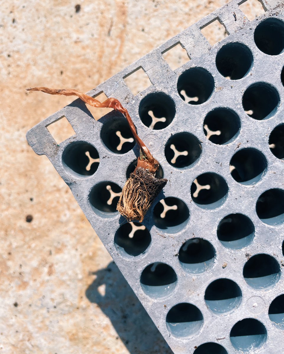 Elements per travessar un mur. “RELLEU, travessar el mur de l’horta”. Intervenció obra de #APUA + barana. per a #MiradorsdelHorta24 / #TurismeCarraixet,
<a href="/ADCV_com/">ADCV</a>
→ Del 18 d’octubre al 3 de novembre, annexa a l’Espai Jove de Foios. 🌱 Plantem la llavor per al futur de l’#horta.
