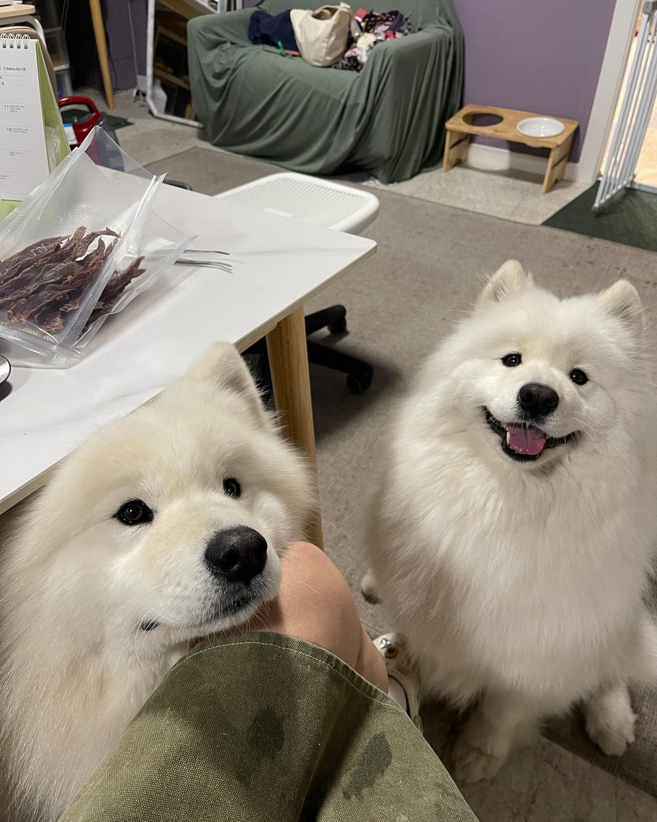 dogs so cute that could save the world tweet media