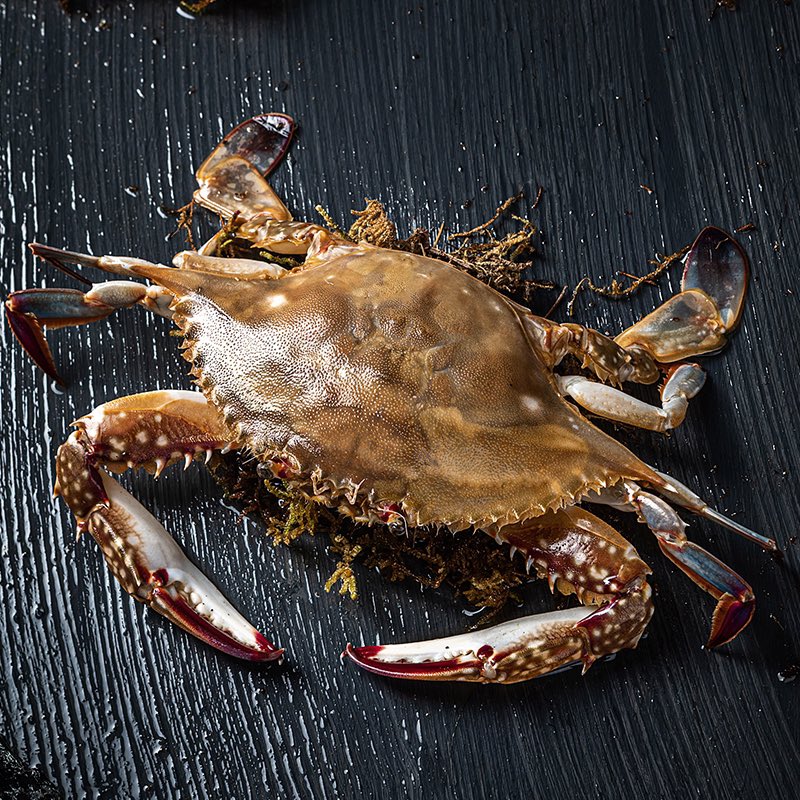 抽一份活的梭子蟹/5只，折算 $NIAO 币发放～❀˳(*•̀ᴗ•́*) ̑̑hey

限时30分钟～❀˳(*•̀ᴗ•́*) ̑̑hey