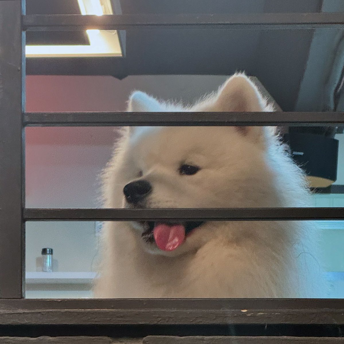 dogs so cute that could save the world tweet media