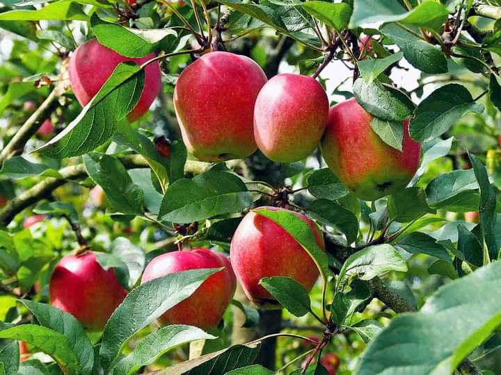 Frutunda's tweet photo. Did you know, that a mature well-managed apple tree can produce more than 300-500 fruits in a season? 
An acre can accommodate 450 trees. At farm gate, a fruit retail has an average of 15-20. Hence, a single tree can give a return of an average of Kes 6,000.
#Inspire_Farmers https://t.co/JSymfUsBBT