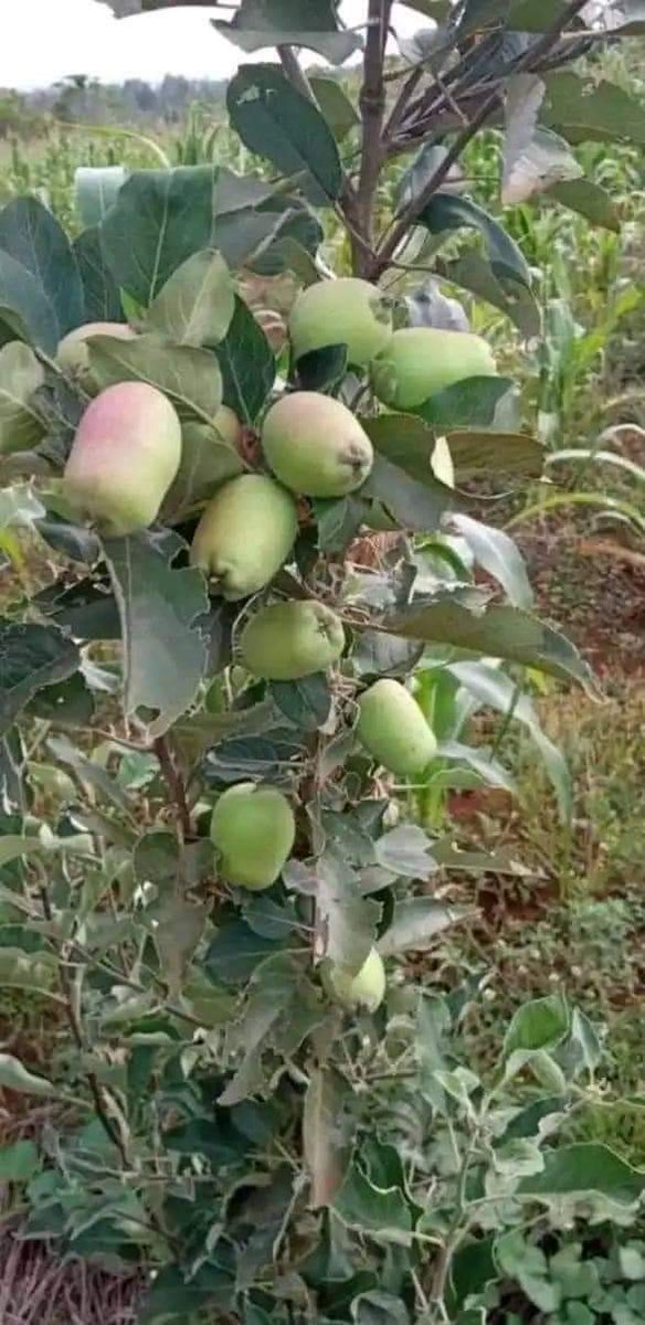 Did you know, that a mature well-managed apple tree can produce more than 300-500 fruits in a season? 
An acre can accommodate 450 trees. At farm gate, a fruit retail has an average of 15-20. Hence, a single tree can give a return of an average of Kes 6,000.
#Inspire_Farmers