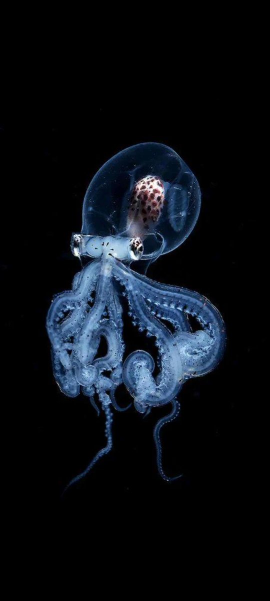 konstructivizm's tweet photo. Aliens are not real. Meanwhile in the ocean..
 by Grimlja https://t.co/cQJEaw32it