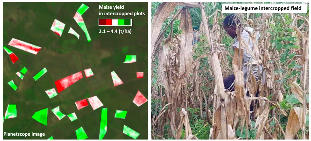 RemoteSens_MDPI's tweet image. 🌽🌽🛰️ #Maize #YieldEstimation in Intercropped Smallholder Fields Using #Satellite Data in Southern Malawi

✍️ Chengxiu Li et al.
📎 mdpi.com/2072-4292/14/1…