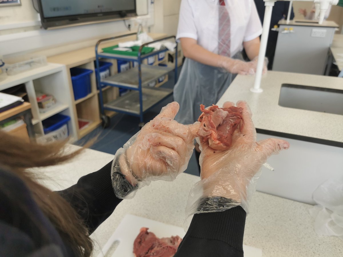 MHS_Science_'s tweet photo. STEM CLUB - Dissecting hearts ✂️❤️ STEM club is every Thursday lunch Week A #STEM #STEM2024 @MaghullHighsch @maghullhighy7 https://t.co/RSvg60po7I