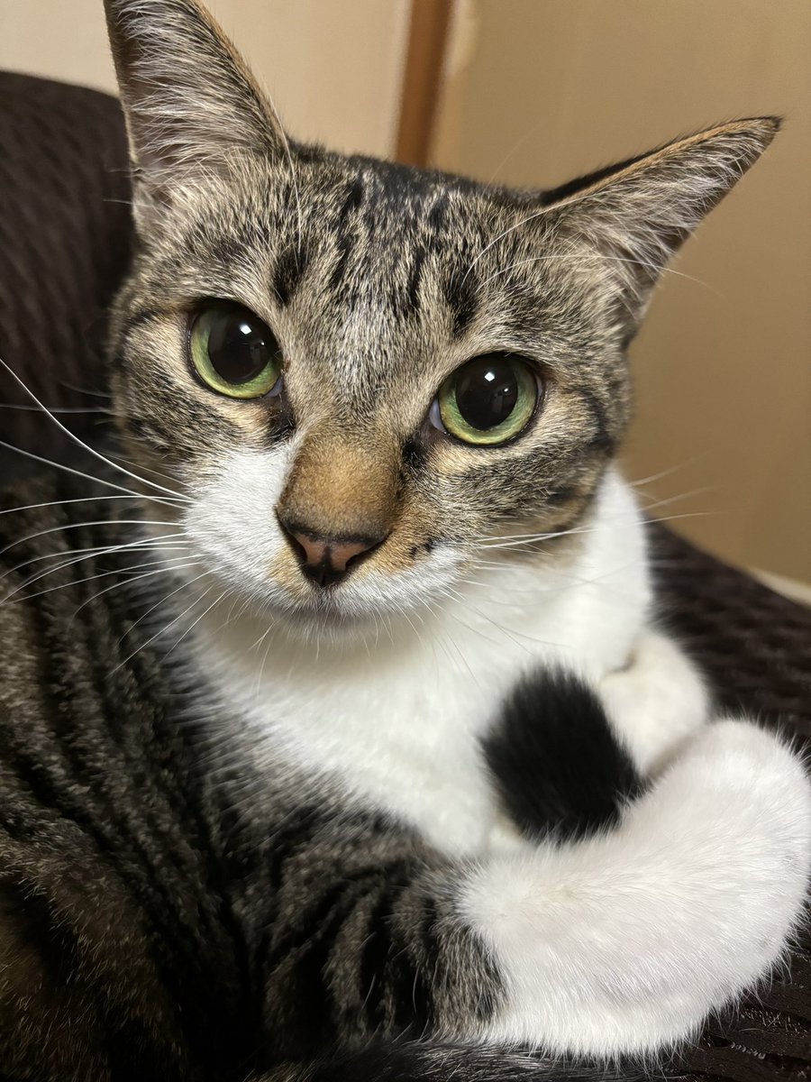 椎名 桃@しーももは緑推し tweet media