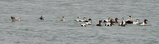 Titchfield Haven NNR- Hampshire County Council (@titchfieldhaven) on Twitter photo The Eider are beginning to gather again, with 18 seen just offshore this morning(TH library photo-Paula Hemingway). We were also treated to another Osprey fly-through, plus: Firecrest, Kingfisher, Goosander, Raven & Marsh Harrier <a href="/hantsconnect/">Hampshire County Council</a> <a href="/HOSbirding/">Hampshire Ornithological Society</a> <a href="/HantsIWWildlife/">Hampshire & Isle of Wight Wildlife Trust</a> The Eider are beginning to gather again, with 18 seen just offshore this morning(TH library photo-Paula Hemingway). We were also treated to another Osprey fly-through, plus: Firecrest, Kingfisher, Goosander, Raven & Marsh Harrier <a href="/hantsconnect/">Hampshire County Council</a> <a href="/HOSbirding/">Hampshire Ornithological Society</a> <a href="/HantsIWWildlife/">Hampshire & Isle of Wight Wildlife Trust</a>