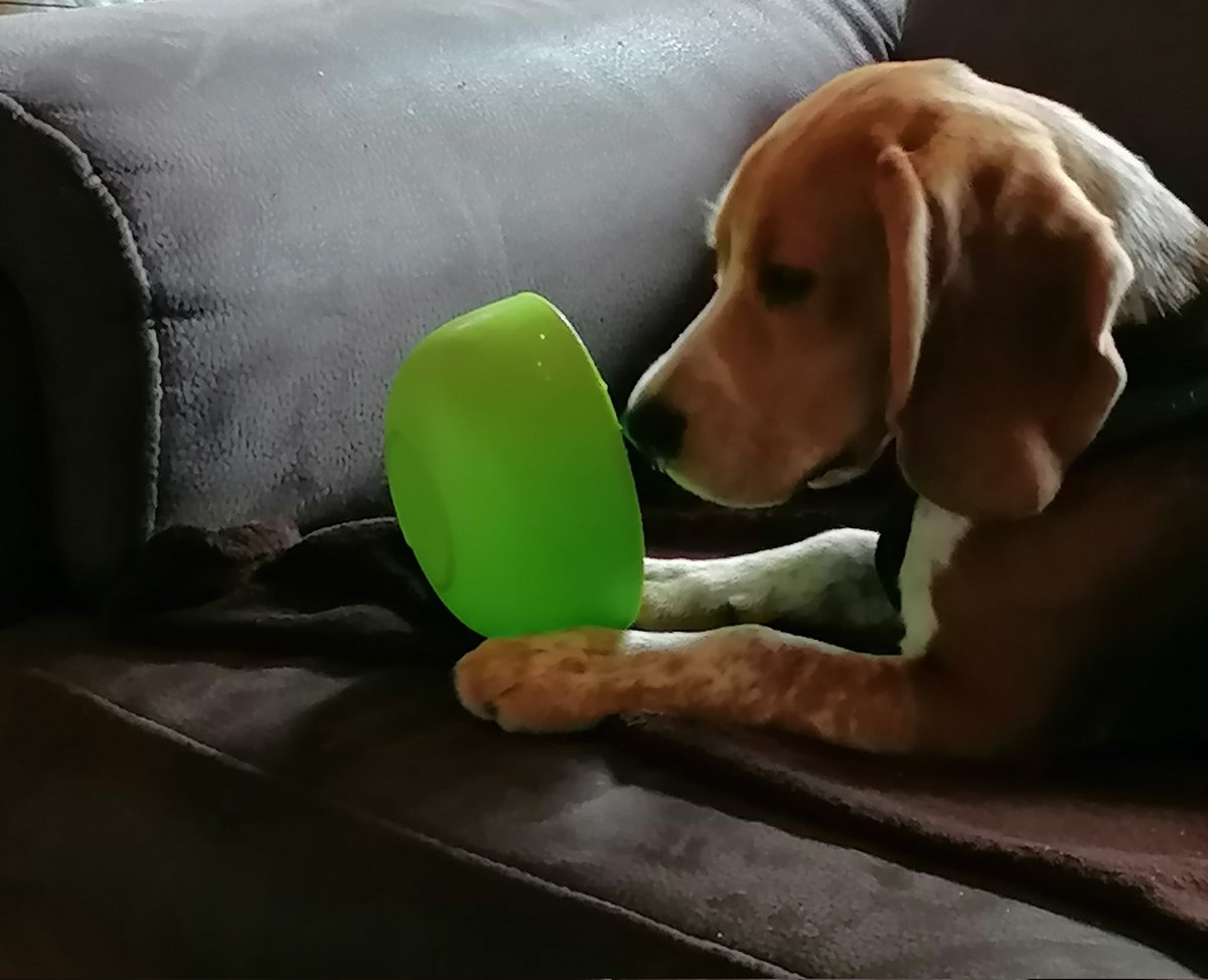 HeiPah's tweet photo. Der Napf ist leer 😭
#beagle
#Enkelhund
#hungrig
#Welpe https://t.co/hZ1GpFv4qO