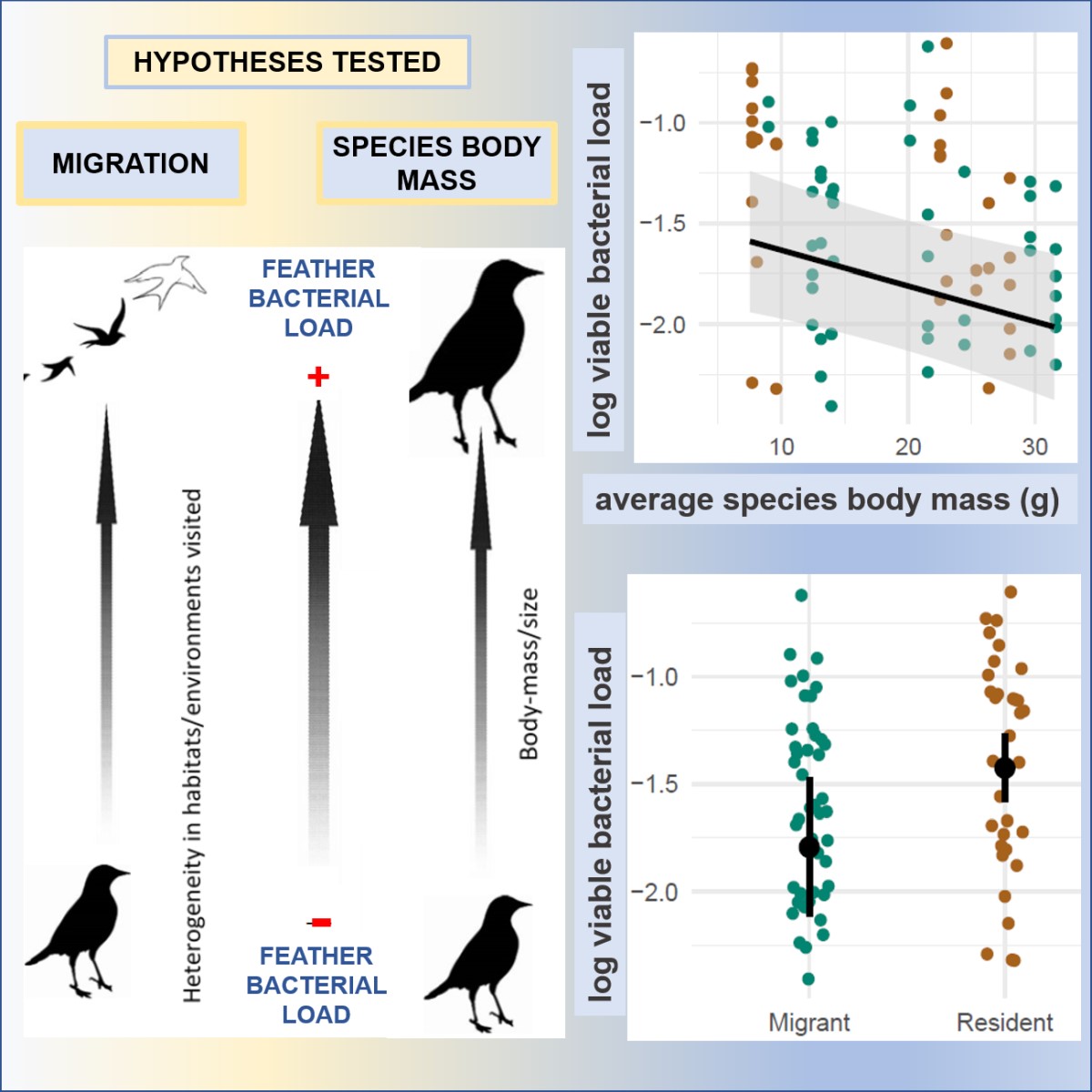 Bird Ecology & Migration Lab (@aviecomig) on Twitter photo Host traits rather than migration and moulting strategies explain feather bacterial load in Palearctic passerines <a href="/iScience_CP/">iScience journal</a> doi.org/10.1016/j.isci… | <a href="/univgroningen/">University of Groningen</a> <a href="/ivb_cas/">Institute of Vertebrate Biology</a> <a href="/VojtechBrlik/">Vojtech Brlik</a> <a href="/SallesFalcao/">Joana Falcao Salles</a> <a href="/rytikerttunen/">Petr Procházka @rytikerttunen.bsky.social</a> | #ornithology #MicrobialEcology #microbes #microbiome Host traits rather than migration and moulting strategies explain feather bacterial load in Palearctic passerines <a href="/iScience_CP/">iScience journal</a> doi.org/10.1016/j.isci… | <a href="/univgroningen/">University of Groningen</a> <a href="/ivb_cas/">Institute of Vertebrate Biology</a> <a href="/VojtechBrlik/">Vojtech Brlik</a> <a href="/SallesFalcao/">Joana Falcao Salles</a> <a href="/rytikerttunen/">Petr Procházka @rytikerttunen.bsky.social</a> | #ornithology #MicrobialEcology #microbes #microbiome