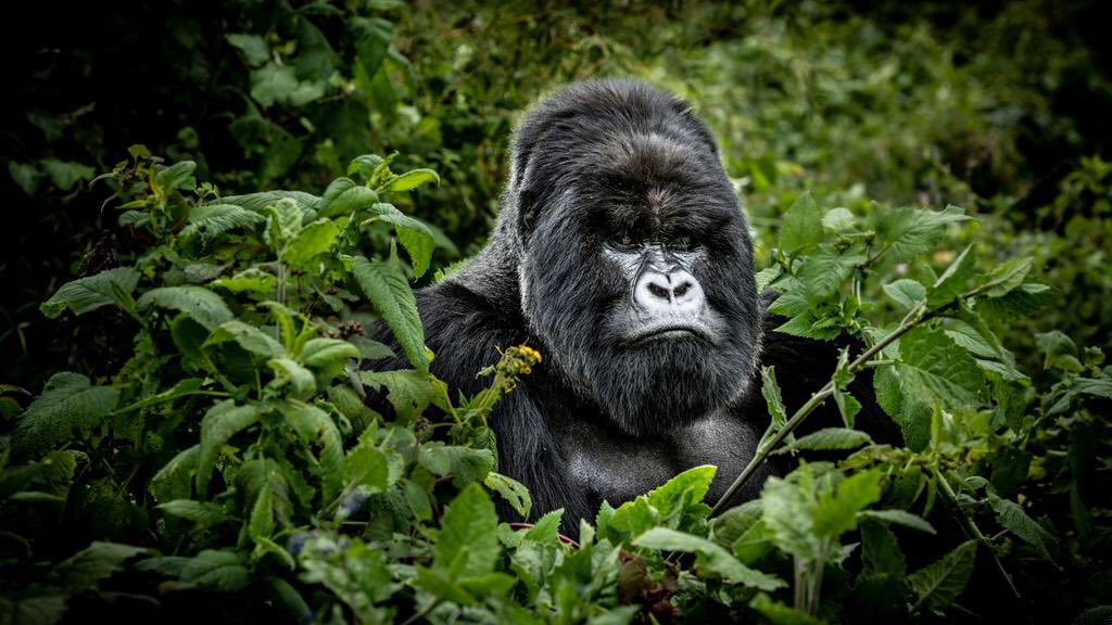 GodDidIndeed's tweet photo. Gorillas 🦍 really know how to steal the spotlight!😂
Every girl needs someone who looks at her the way this gorilla looks at the camera #TrueLove

Teach me your ways, gorilla! I need ur Inner peace &amp; level of calmness. I wanna look powerful &amp; chill at the same time😅 https://t.co/XDZrrpKXTw